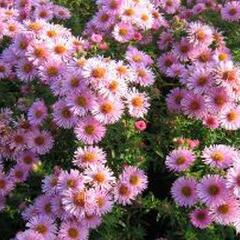 Hvězdnice novoanglická 'Rosa Sieger' - Aster novae-angliae 'Rosa Sieger'