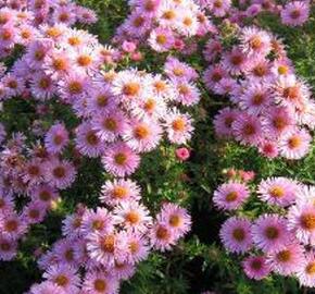 Hvězdnice novoanglická 'Rosa Sieger' - Aster novae-angliae 'Rosa Sieger'