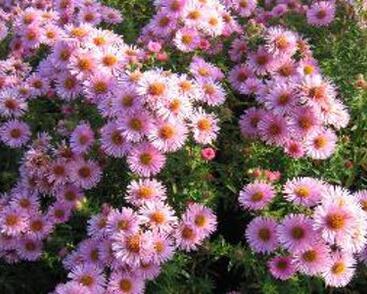 Hvězdnice novoanglická 'Rosa Sieger'