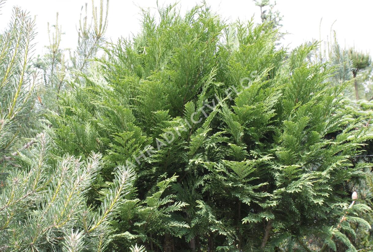 Cypřišek Lawsonův - Chamaecyparis lawsoniana