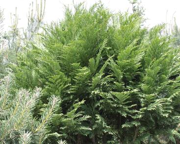 Cypřišek Lawsonův