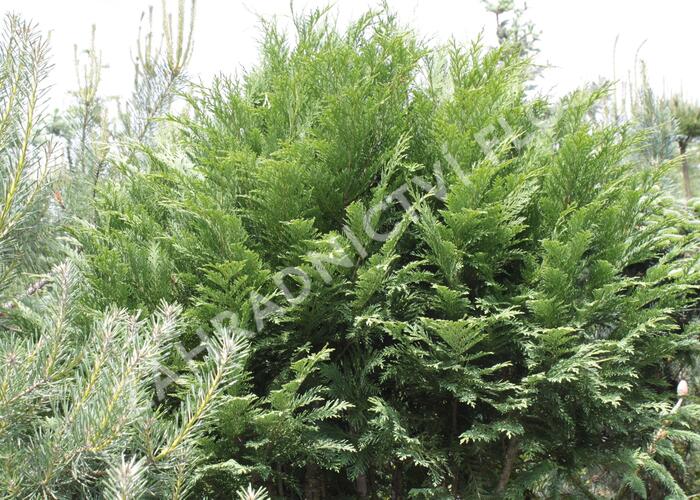 Cypřišek Lawsonův - Chamaecyparis lawsoniana