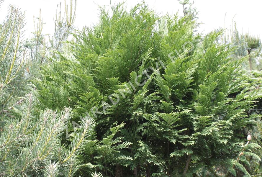 Cypřišek Lawsonův - Chamaecyparis lawsoniana