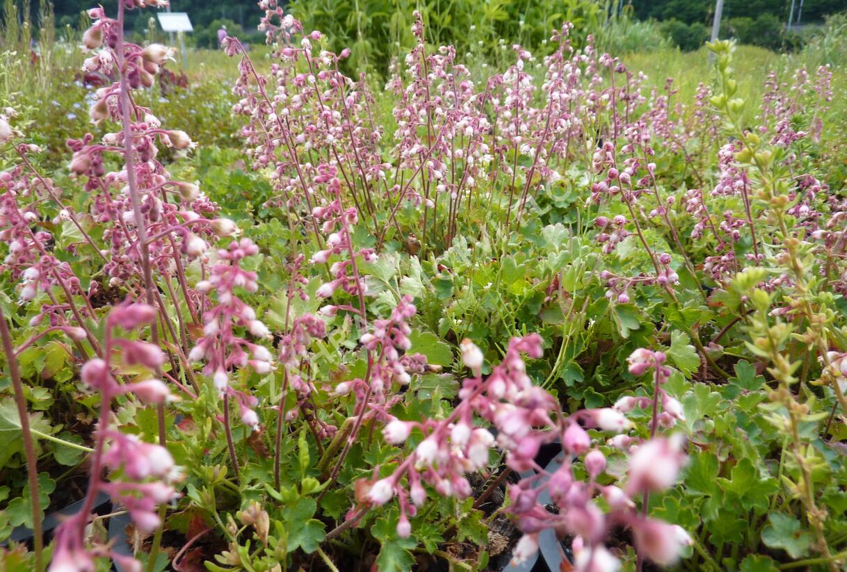 Dlužicha - Heuchera pulchella