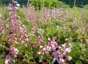 Dlužicha - Heuchera pulchella