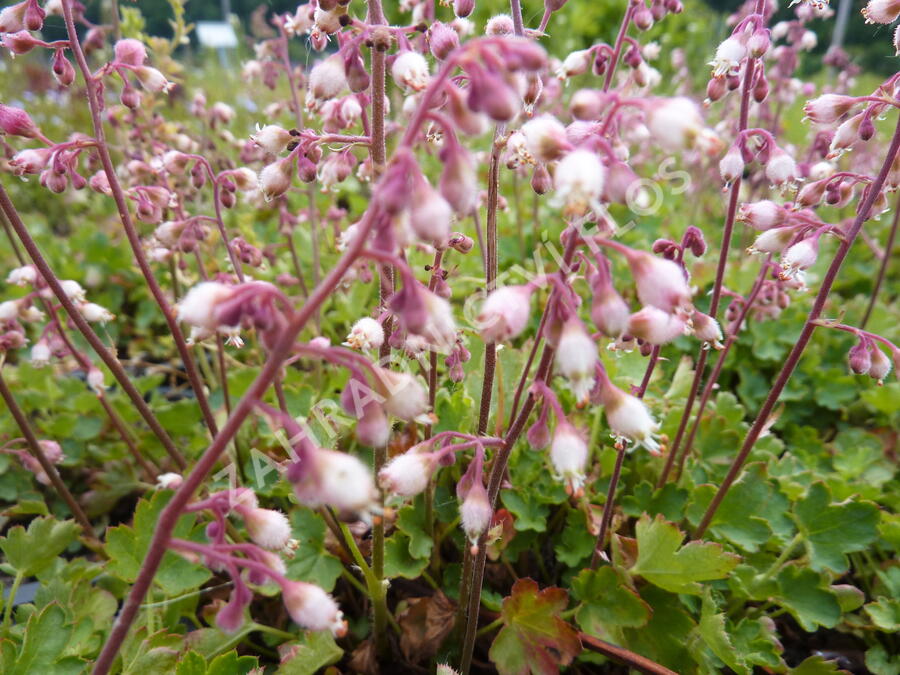 Dlužicha - Heuchera pulchella