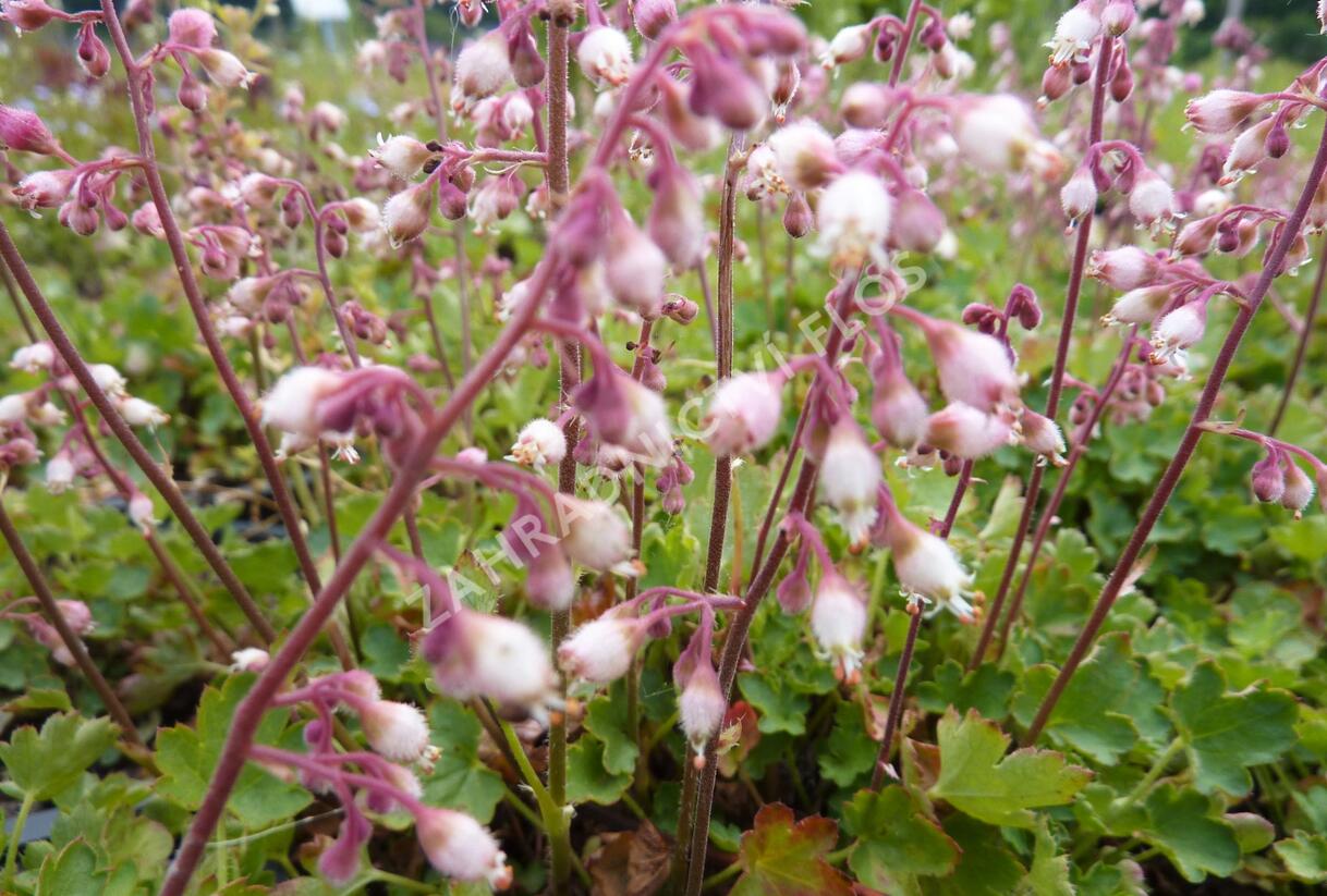 Dlužicha - Heuchera pulchella