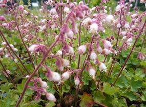 Dlužicha - Heuchera pulchella