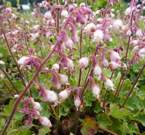 Dlužicha - Heuchera pulchella