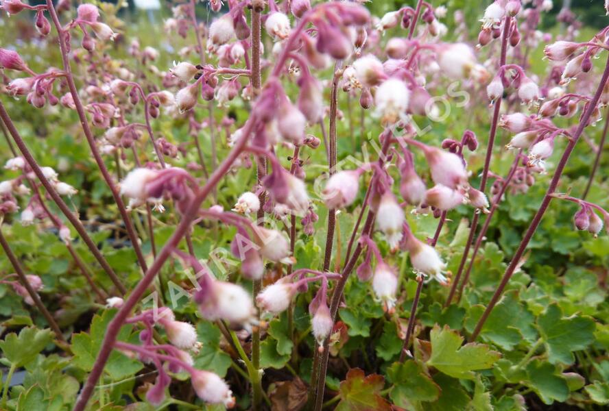 Dlužicha - Heuchera pulchella