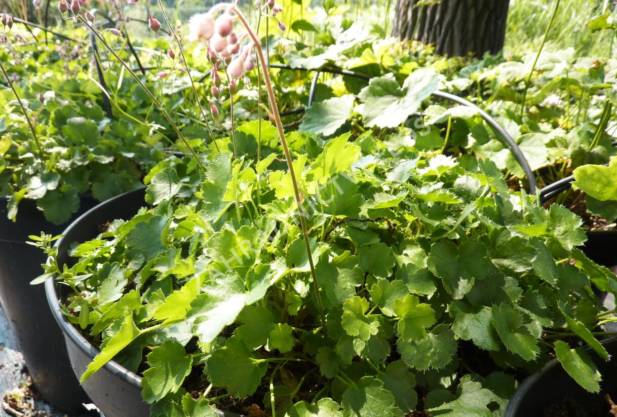 Dlužicha - Heuchera pulchella