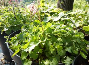 Dlužicha - Heuchera pulchella