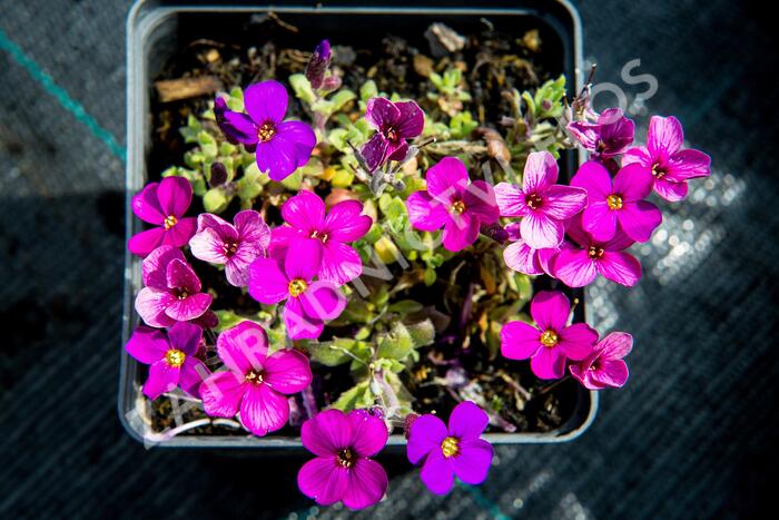 Tařička kosníkovitá 'Audrey Red Purple Mix' - Aubrieta deltoides 'Audrey Red Purple Mix'