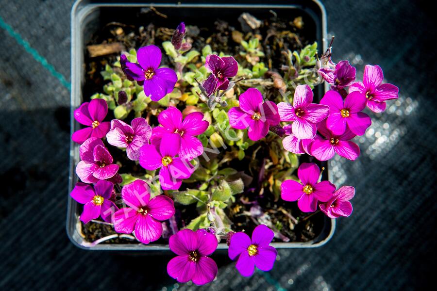 Tařička kosníkovitá 'Audrey Red Purple Mix' - Aubrieta deltoides 'Audrey Red Purple Mix'