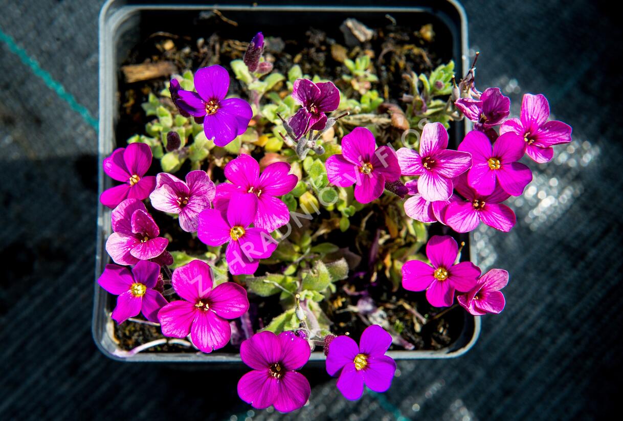 Tařička kosníkovitá 'Audrey Red Purple Mix' - Aubrieta deltoides 'Audrey Red Purple Mix'