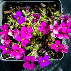 Tařička kosníkovitá 'Audrey Red Purple Mix' - Aubrieta deltoides 'Audrey Red Purple Mix'