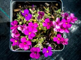 Tařička kosníkovitá 'Audrey Red Purple Mix' - Aubrieta deltoides 'Audrey Red Purple Mix'