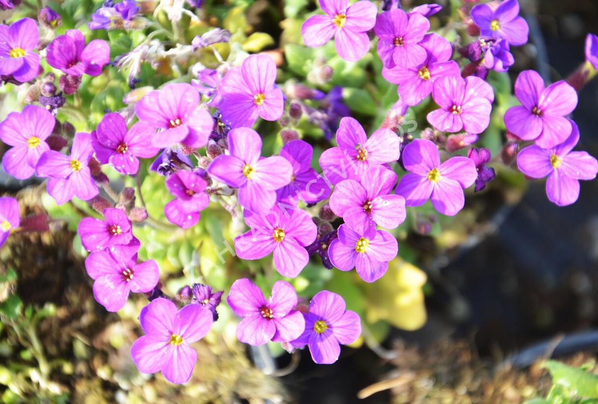 Tařička kosníkovitá 'Audrey Red Purple Mix' - Aubrieta deltoides 'Audrey Red Purple Mix'