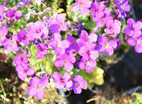 Tařička kosníkovitá 'Audrey Red Purple Mix' - Aubrieta deltoides 'Audrey Red Purple Mix'