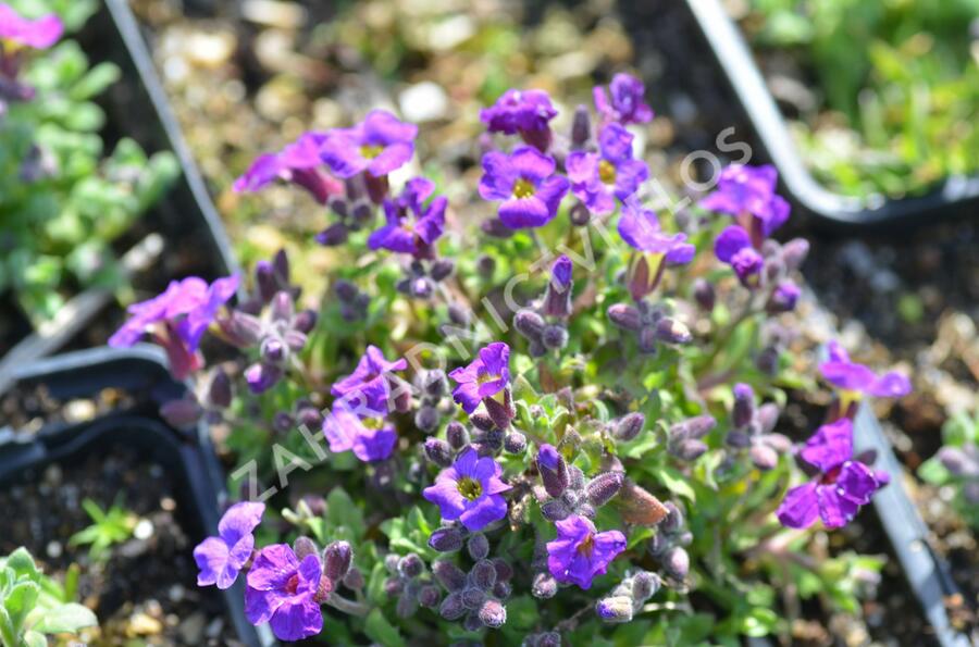 Tařička kosníkovitá 'Audrey Red Purple Mix' - Aubrieta deltoides 'Audrey Red Purple Mix'