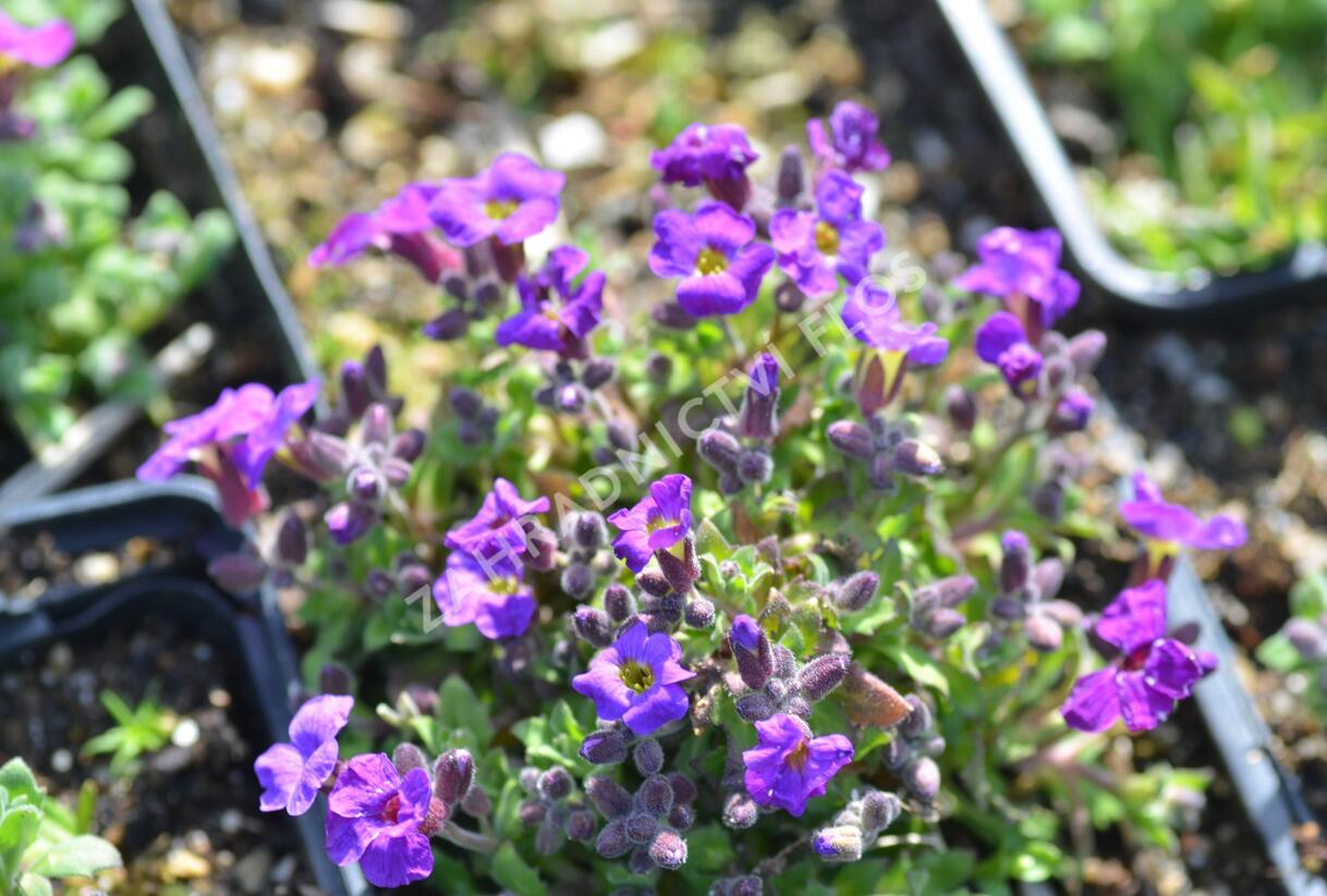Tařička kosníkovitá 'Audrey Red Purple Mix' - Aubrieta deltoides 'Audrey Red Purple Mix'