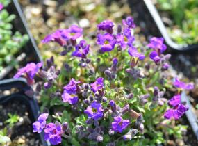 Tařička kosníkovitá 'Audrey Red Purple Mix' - Aubrieta deltoides 'Audrey Red Purple Mix'