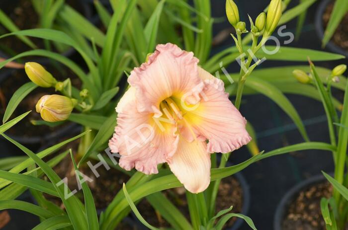 Denivka 'Our Diane' - Hemerocallis 'Our Diane'