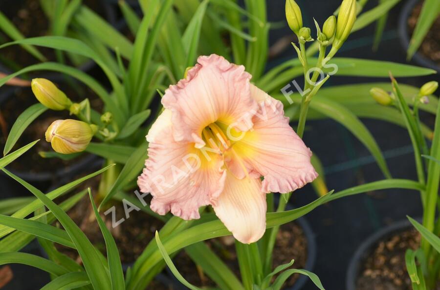 Denivka 'Our Diane' - Hemerocallis 'Our Diane'