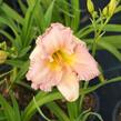 Denivka 'Our Diane' - Hemerocallis 'Our Diane'