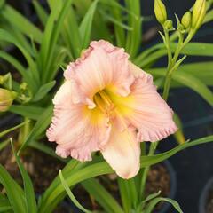 Denivka 'Our Diane' - Hemerocallis 'Our Diane'