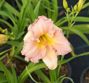 Denivka 'Our Diane' - Hemerocallis 'Our Diane'