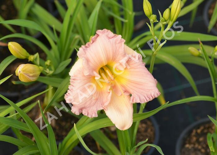 Denivka 'Our Diane' - Hemerocallis 'Our Diane'