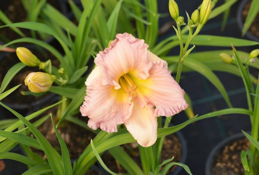 Denivka 'Our Diane' - Hemerocallis 'Our Diane'