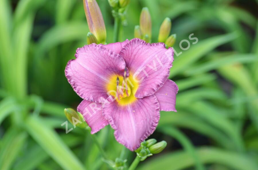 Denivka 'Longfields Pride' - Hemerocallis 'Longfields Pride'