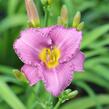 Denivka 'Longfields Pride' - Hemerocallis 'Longfields Pride'