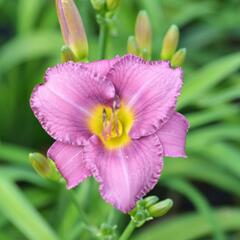 Denivka 'Longfields Pride' - Hemerocallis 'Longfields Pride'