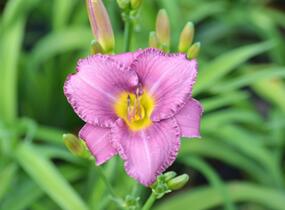 Denivka 'Longfields Pride' - Hemerocallis 'Longfields Pride'