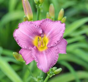 Denivka 'Longfields Pride' - Hemerocallis 'Longfields Pride'