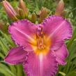 Denivka 'Longfields Pride' - Hemerocallis 'Longfields Pride'