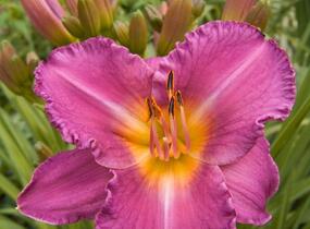 Denivka 'Longfields Pride' - Hemerocallis 'Longfields Pride'