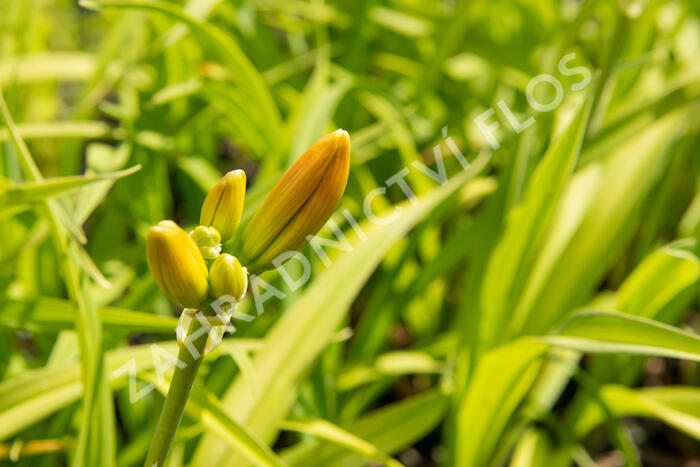 Denivka 'Tigger' - Hemerocallis 'Tigger'