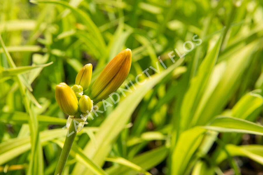 Denivka 'Tigger' - Hemerocallis 'Tigger'