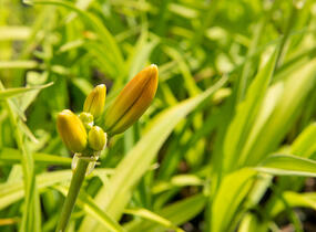 Denivka 'Tigger' - Hemerocallis 'Tigger'