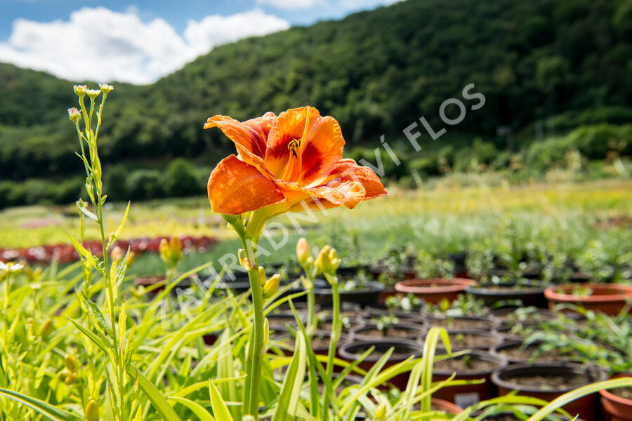 Denivka 'Tigger' - Hemerocallis 'Tigger'