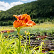 Denivka 'Tigger' - Hemerocallis 'Tigger'