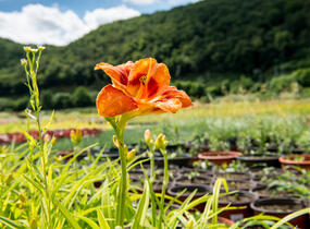 Denivka 'Tigger' - Hemerocallis 'Tigger'