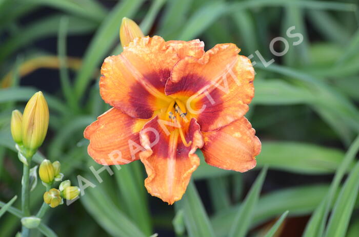 Denivka 'Tigger' - Hemerocallis 'Tigger'