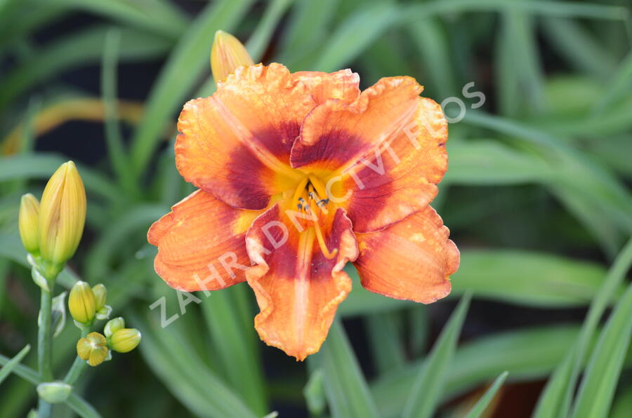 Denivka 'Tigger' - Hemerocallis 'Tigger'