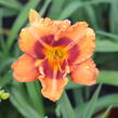 Denivka 'Tigger' - Hemerocallis 'Tigger'