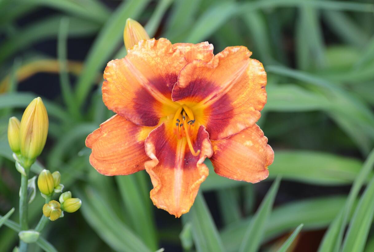 Denivka 'Tigger' - Hemerocallis 'Tigger'